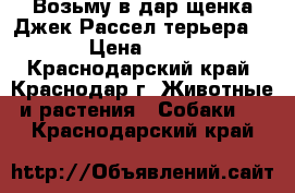 Возьму в дар щенка Джек Рассел терьера  › Цена ­ 50 - Краснодарский край, Краснодар г. Животные и растения » Собаки   . Краснодарский край